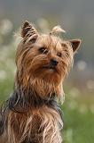 YORKSHIRE TERRIER 575